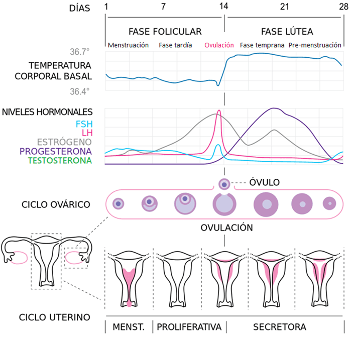 Imagen donde aparecen las principales hormonas implicadas en el ciclo menstrual
