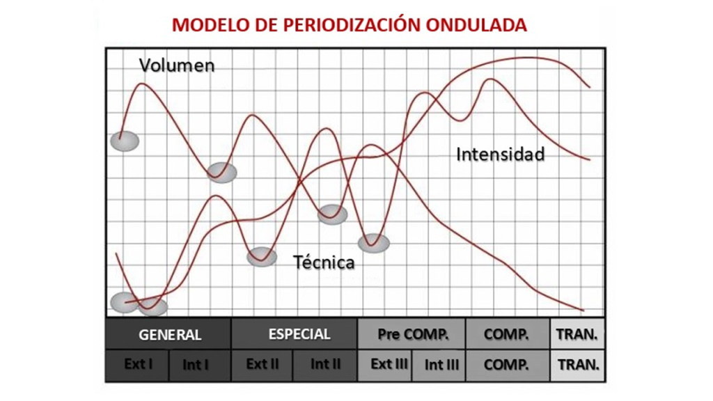 Gráfico del modelo de periodización ondulada